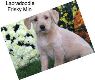 Labradoodle Frisky Mini