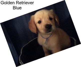 Golden Retriever Blue