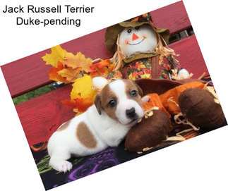 Jack Russell Terrier Duke-pending