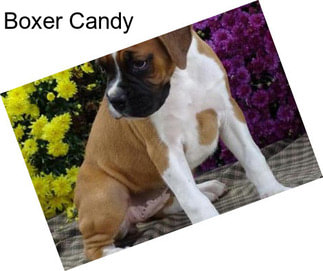 Boxer Candy