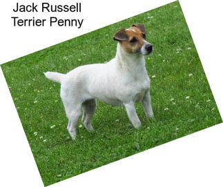 Jack Russell Terrier Penny