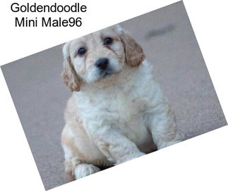 Goldendoodle Mini Male96