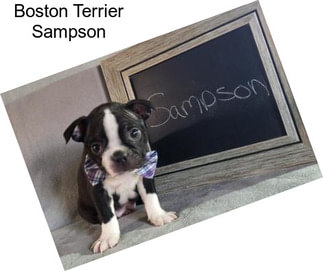 Boston Terrier Sampson