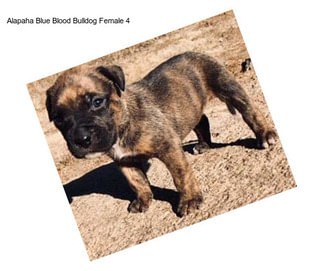 Alapaha Blue Blood Bulldog Female 4