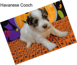 Havanese Cooch