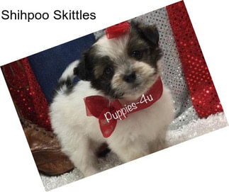 Shihpoo Skittles