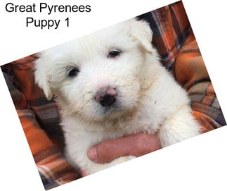 Great Pyrenees Puppy 1