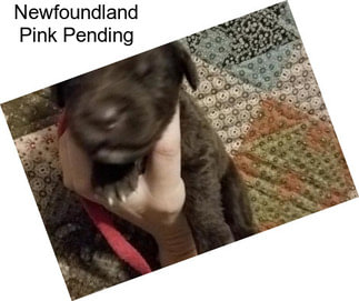 Newfoundland Pink Pending