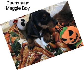 Dachshund Maggie Boy