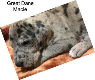 Great Dane Macie