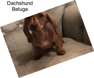 Dachshund Beluga