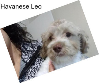 Havanese Leo