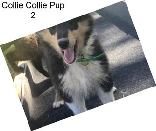 Collie Collie Pup 2