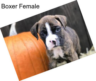 Boxer Female