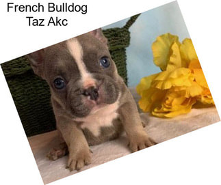 French Bulldog Taz Akc