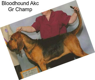 Bloodhound Akc Gr Champ