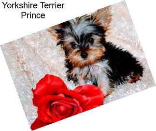 Yorkshire Terrier Prince