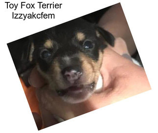 Toy Fox Terrier Izzyakcfem