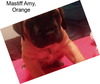 Mastiff Amy, Orange