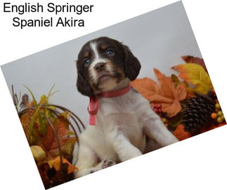 English Springer Spaniel Akira