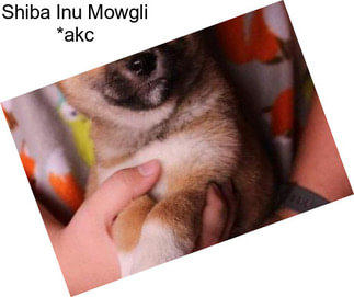 Shiba Inu Mowgli *akc