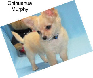 Chihuahua Murphy
