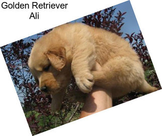 Golden Retriever Ali