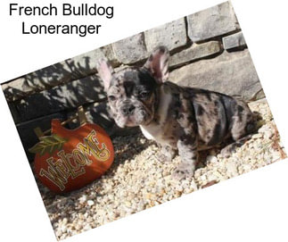 French Bulldog Loneranger