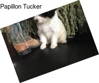 Papillon Tucker