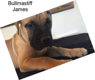 Bullmastiff James