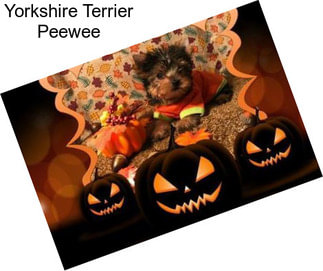 Yorkshire Terrier Peewee