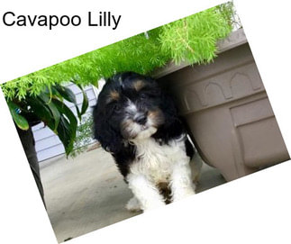 Cavapoo Lilly