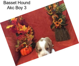 Basset Hound Akc Boy 3