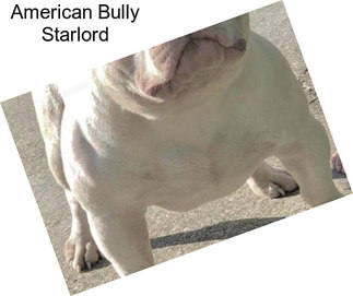 American Bully Starlord
