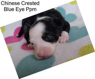Chinese Crested Blue Eye Ppm