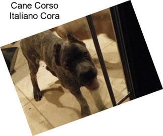 Cane Corso Italiano Cora