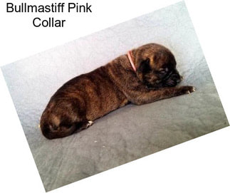 Bullmastiff Pink Collar