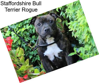 Staffordshire Bull Terrier Rogue