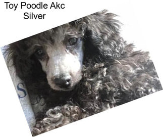 Toy Poodle Akc Silver