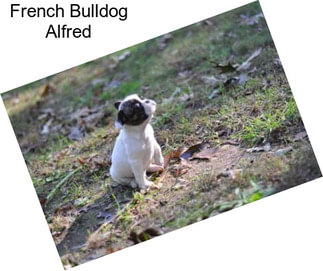 French Bulldog Alfred
