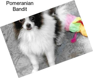 Pomeranian Bandit