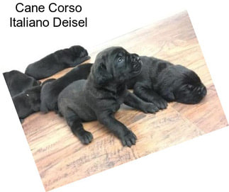 Cane Corso Italiano Deisel