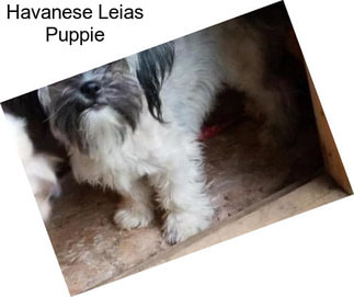 Havanese Leias Puppie