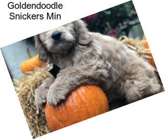 Goldendoodle Snickers Min