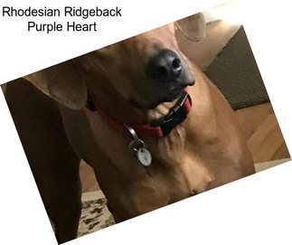 Rhodesian Ridgeback Purple Heart