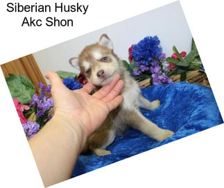 Siberian Husky Akc Shon