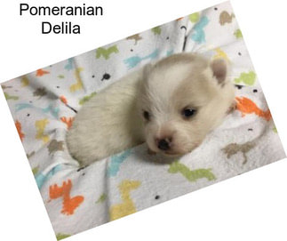 Pomeranian Delila