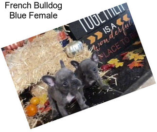 French Bulldog Blue Female