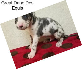 Great Dane Dos Equis