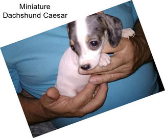 Miniature Dachshund Caesar